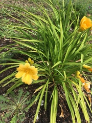 Hemerocallis