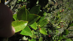 Cavendishia bracteata