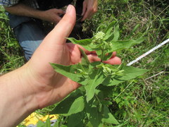 Eupatorium godfreyanum