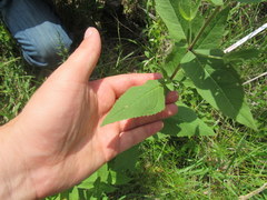 Eupatorium godfreyanum