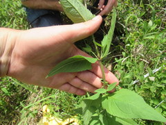 Eupatorium godfreyanum