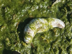 Holothuria princeps