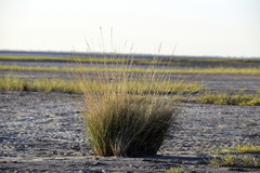 Sporobolus montevidensis