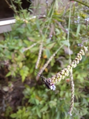 Halictinae
