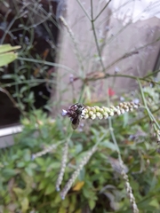 Halictinae
