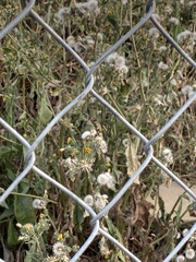 Angiospermae