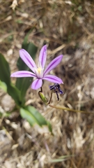 Brodiaea minor