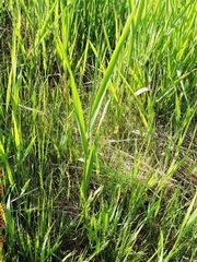 Phragmites karka