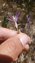 Brodiaea minor