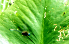 Cordulia shurtleffii