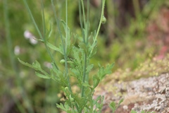 Papaver californicum