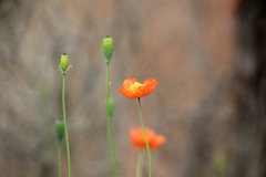 Papaver californicum