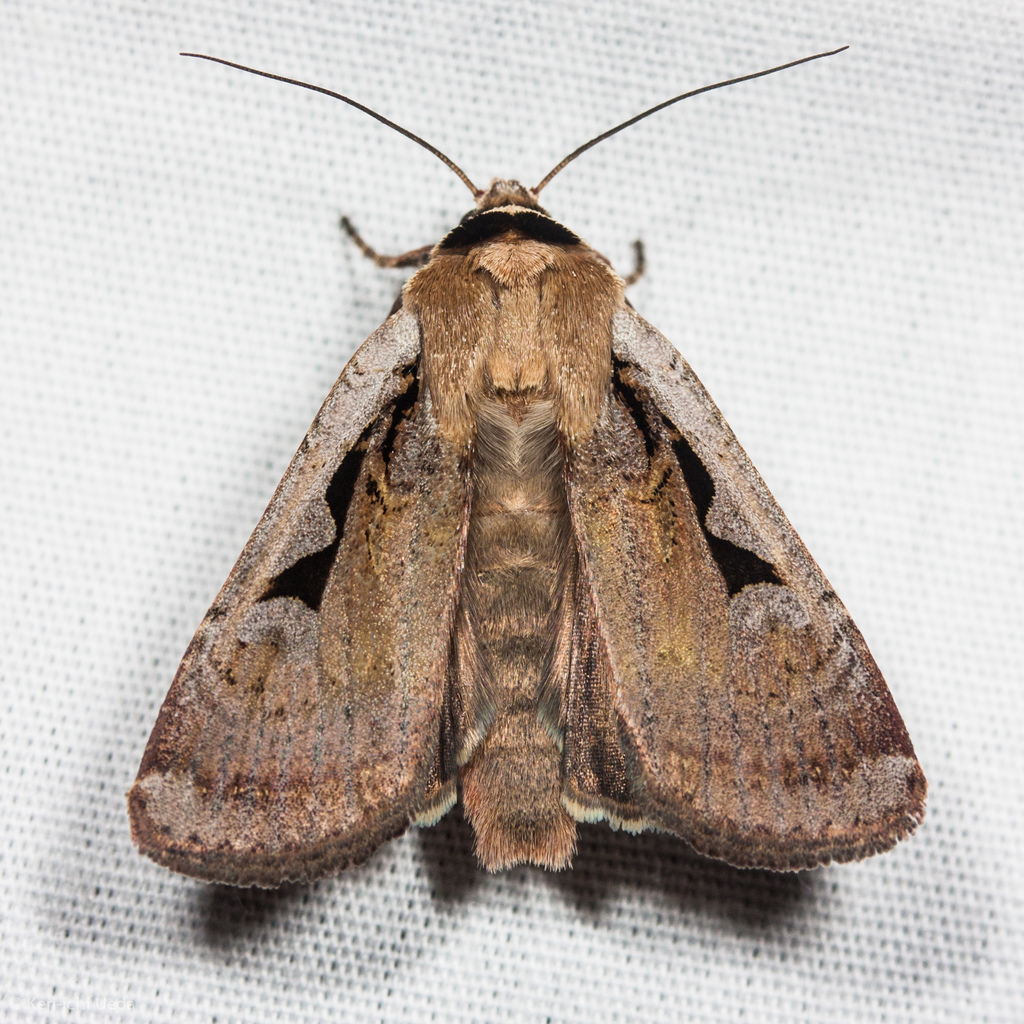 Parabagrotis formalis