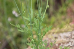 Papaver californicum