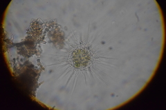 Heliozoa