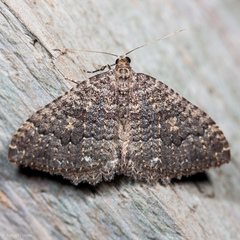 Triphosa californiata