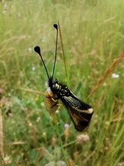 Libelloides hispanicus