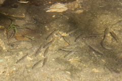 Notemigonus crysoleucas