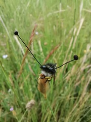 Libelloides hispanicus