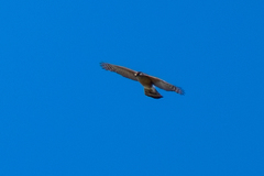 Accipiter cooperii