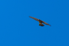 Accipiter cooperii