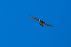 Accipiter cooperii