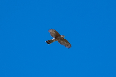 Accipiter cooperii