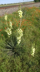 Yucca constricta