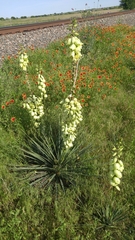 Yucca constricta