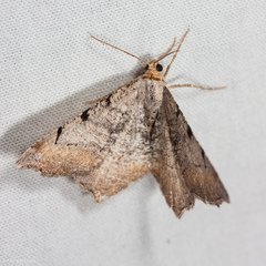 Macaria adonis