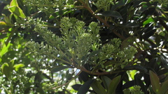 Gaiadendron punctatum