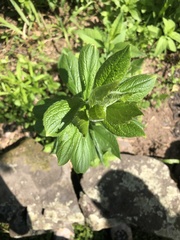Hybanthus concolor