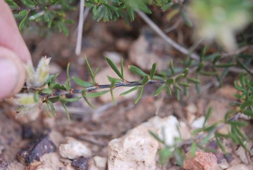 Image of Psoralea curtisiae by (c) Charles Stirton, some rights reserved (CC BY-SA)