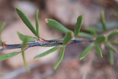 Psoralea curtisiae