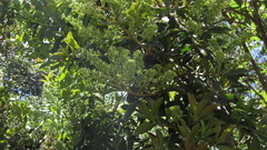 Gaiadendron punctatum