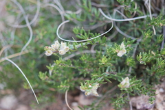 Psoralea curtisiae