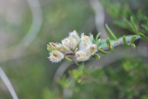 Image of Psoralea curtisiae by (c) Charles Stirton, some rights reserved (CC BY-SA)
