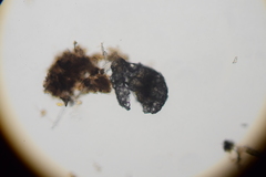 Zivkovicia compressa