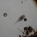 Trichotria tetractis - Photo (c) Nick Belliveau,  זכויות יוצרים חלקיות (CC BY-NC), הועלה על ידי Nick Belliveau