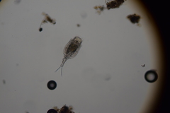 Trichotria tetractis