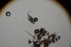 Trichotria tetractis