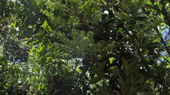 Gaiadendron punctatum