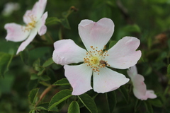 Rosa canina