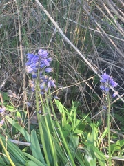 Hyacinthoides hispanica