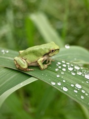 Hyla japonica