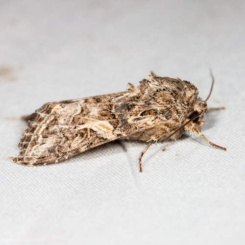 Western Yellow-striped Armyworm Moth photo 2