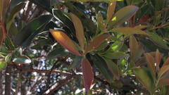 Gaiadendron punctatum