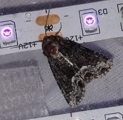 Oligia strigilis