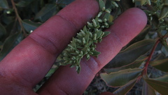 Gaiadendron punctatum