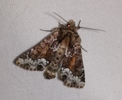 Oligia strigilis